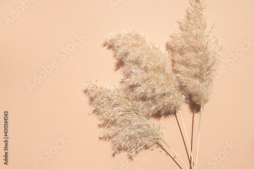 Dry reeds of the pampas on a beige background. Monochrome concept. Japandi style decor.  Flat lay, top view, copy space.