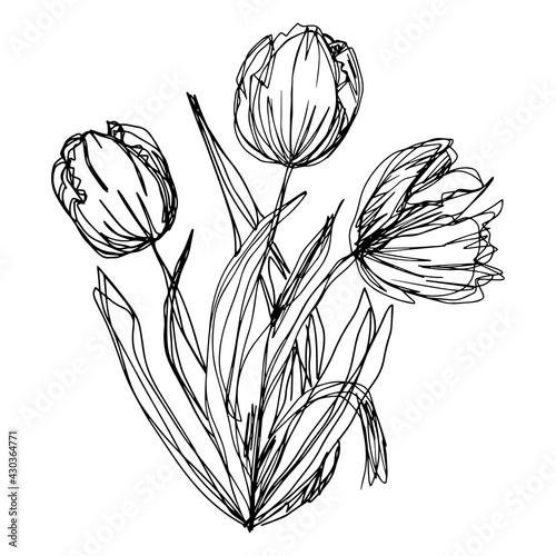 botanical floristic sketch bouquet contour flowers tulips open buds and closed with twigs and leaves. Vector isolated minimalistic  flowers