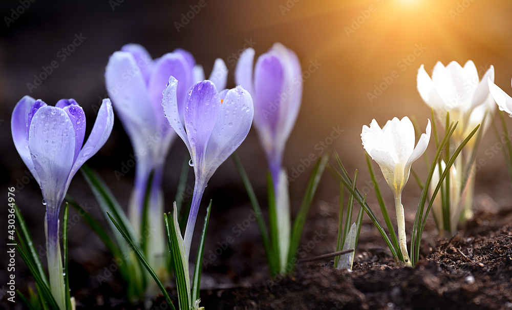 tender first spring flowers white and lilac crocuses in drops of water after rain. Close-up. Selective focus, photo with shallow depth of field. tender first spring flowers white and lilac crocuses in drops of water after rain. Close-up. Selective focus, photo with shallow depth of field.