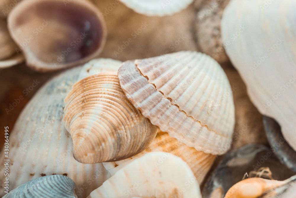 multicolored river seashells lie chaotically on the sand next to the sea. Macro photography. Close-up background concept, copy space