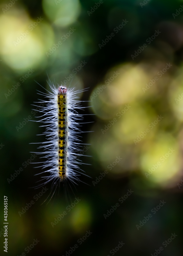 caterpillar hanging backlight