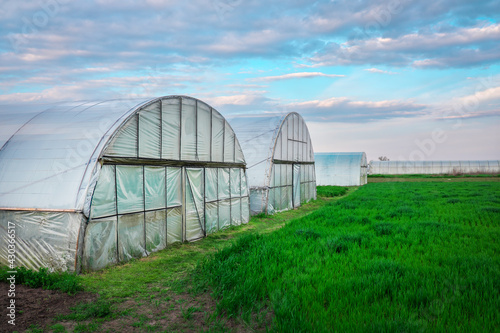 Konstfotografi Vegetable patch with seedlings covered with spunbond and polyethylene film to ke