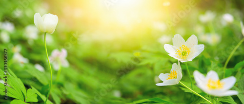 Dreamy white spring anemone flower bloom, grass, close-up against sunlight pa...