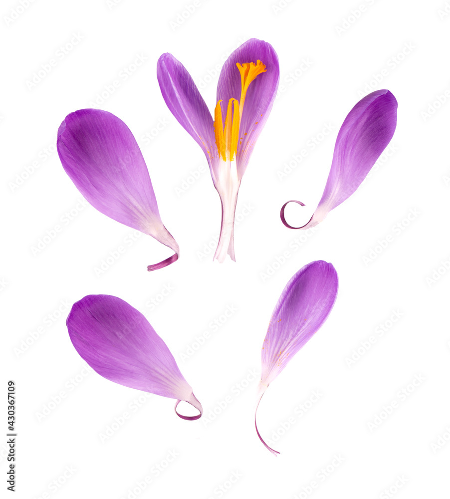 Naklejka premium Crocus flower isolated on white background. Close up of saffron flower. Top view.