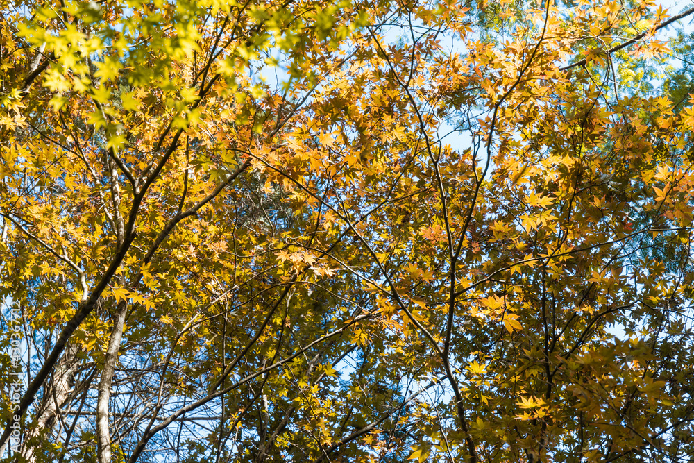 View under autumn maple tree. View under autumn maple tree.