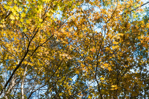 View under autumn maple tree.
