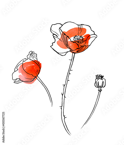 Wild Poppy Flowers Sketch with line-art on white backgrounds. Watercolor Texture. Lineart and Abstract Watercolor Spot