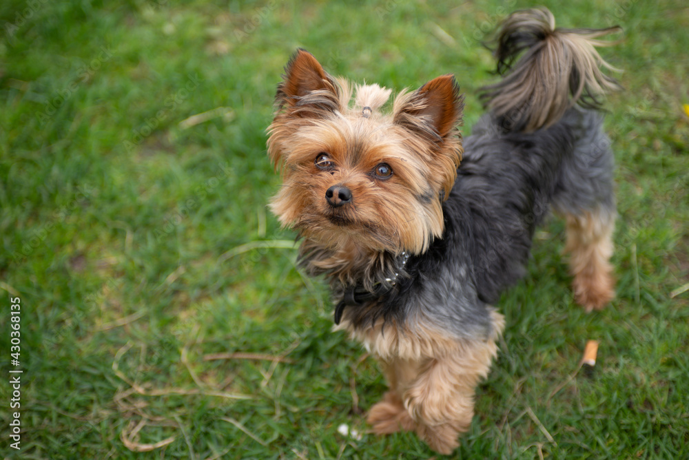 yorkshire terrier portrait yorkshire terrier portrait