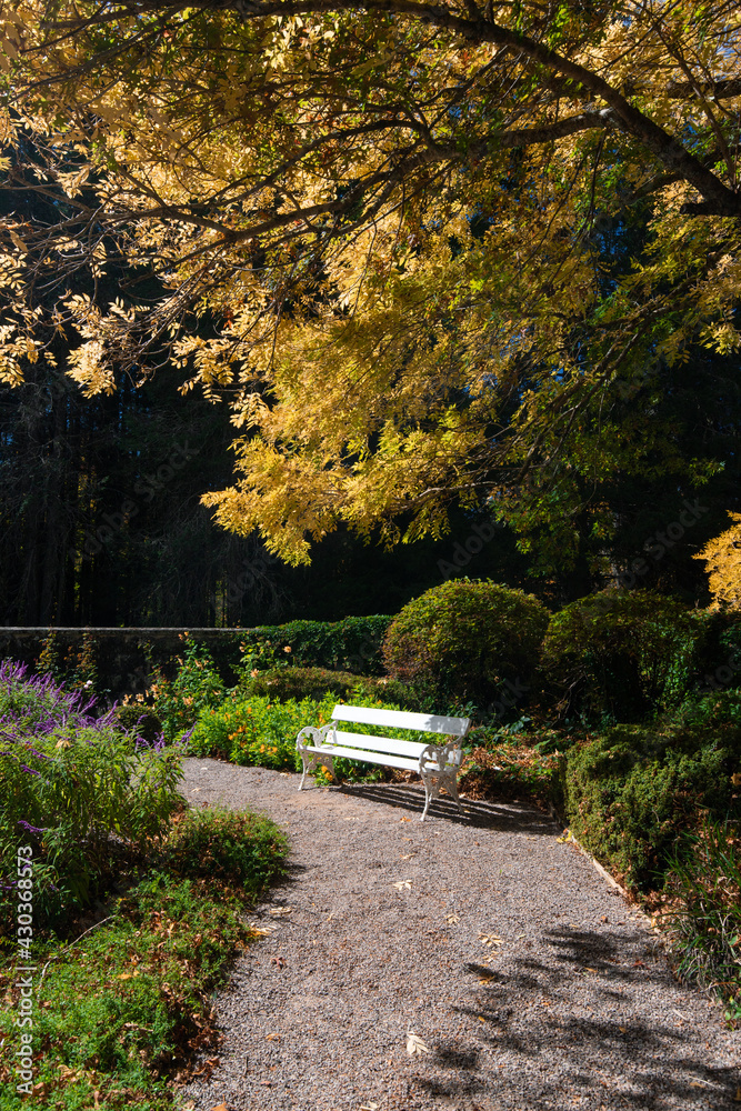 A bench under the yellow tree. A bench under the yellow tree.