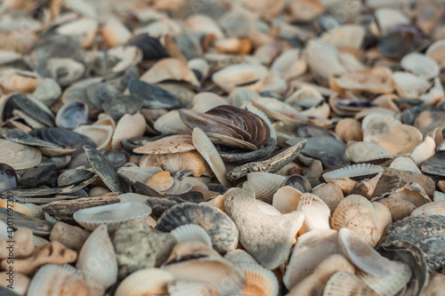 multicolored river seashells lie chaotically on the sand next to the sea. Macro photography. Close-up background concept, copy space