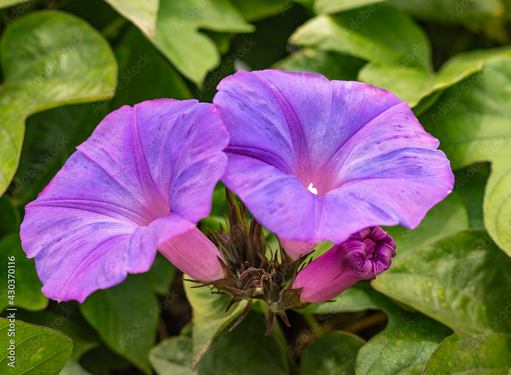 Planta con flores de Ipomoea purpurea (Gloria de la mañana, Don Diego de  día, Campanilla morada,) foto de Stock | Adobe Stock