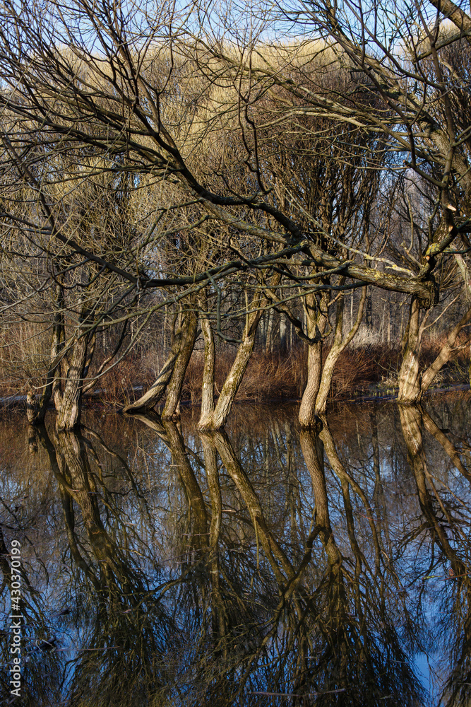 Obraz premium Spring flood at the willow grove. Floodplain city park and flooded willows growing in the meadow reflected in water in early spring. Vertical photograph