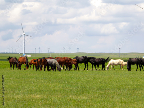 Fototapeta Naklejka Na Ścianę i Meble -  Heard of horses grazing under wind turbines build on a vast pasture in Xilinhot, Inner Mongolia. Natural resources energy. Endless grassland. Blue sky with white, thick clouds. Natural habitat