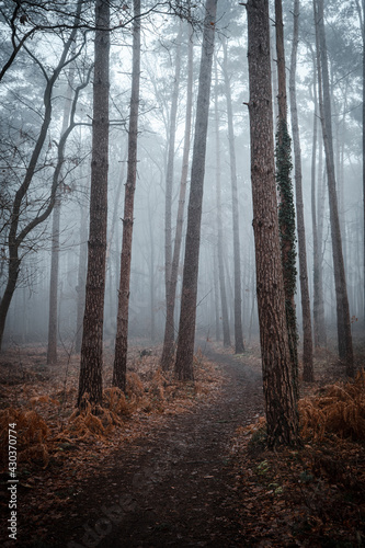 forest in fog © Laura
