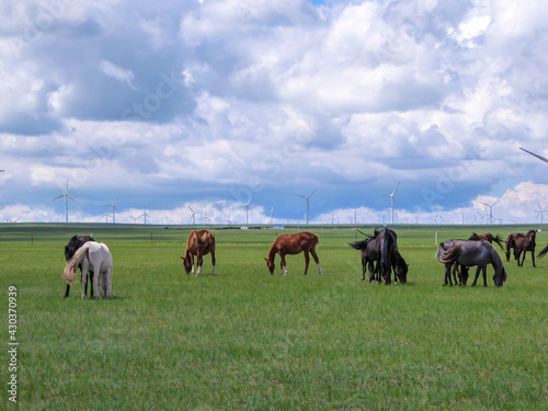 Heard of horses grazing under wind turbines build on a vast pasture in Xilinhot, Inner Mongolia. Natural resources energy. Endless grassland. Blue sky with white, thick clouds. Natural habitat © Chris