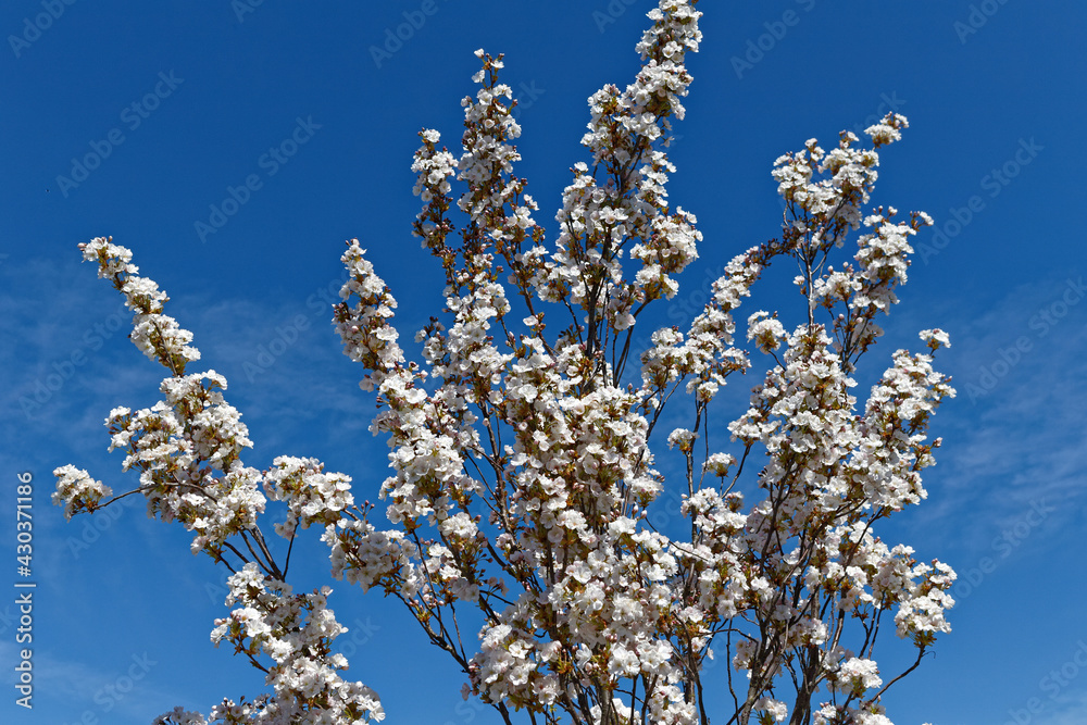 Weisse Japanische Blütenkirsche