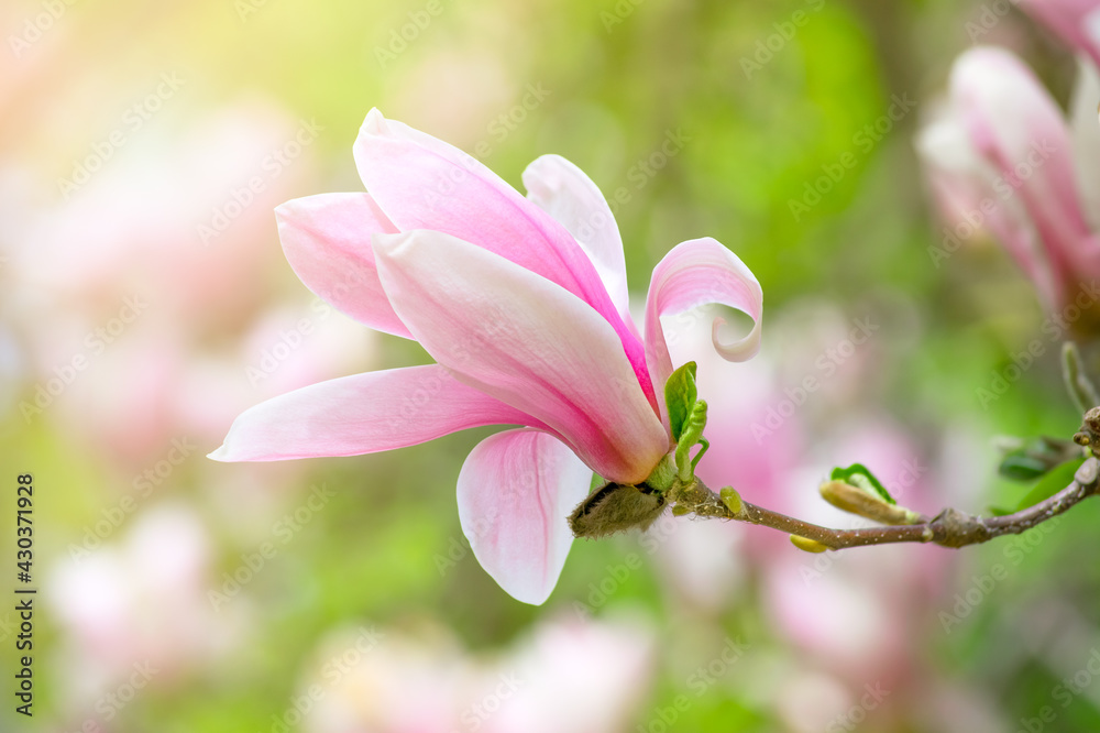 Obraz premium Magnolia flower with elegant pink petals blooming in spring fabulous green garden on mysterious fairy tale springtime floral sunny bright background with sun light, beautiful nature park landscape