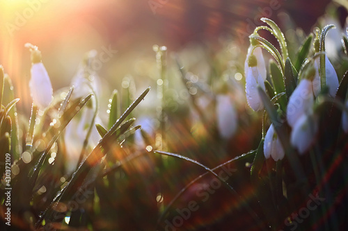 spring wildflowers sun rays bokeh snowdrops  warm golden spring background sunrise in march