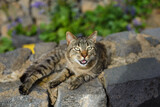 Cat with green eyes open mouth yawning outdoors