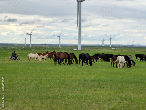 Fototapeta Naklejka Na Ścianę i Meble -  Heard of horses grazing under wind turbines build on a vast pasture in Xilinhot, Inner Mongolia. Natural resources energy. Endless grassland. Blue sky with white, thick clouds. Natural habitat