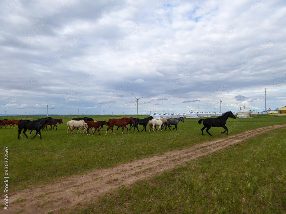 Heard of horses grazing under wind turbines build on a vast pasture in Xilinhot, Inner Mongolia. Natural resources energy. Endless grassland. Blue sky with white, thick clouds. Natural habitat Heard of horses grazing under wind turbines build on a vast pasture in Xilinhot, Inner Mongolia. Natural resources energy. Endless grassland. Blue sky with white, thick clouds. Natural habitat
