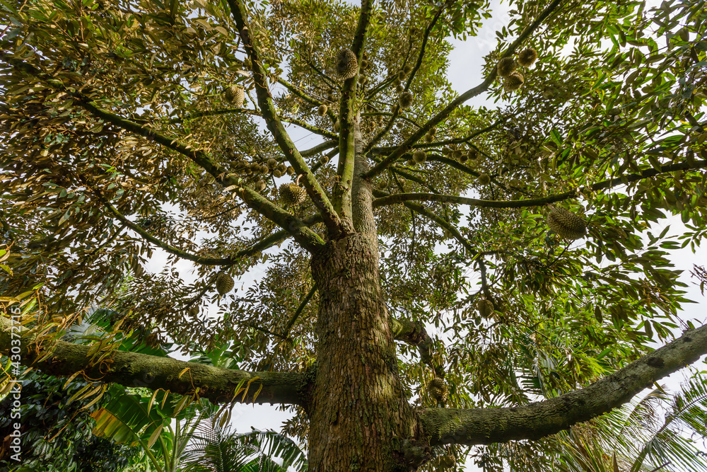 Fototapeta premium Durian - Durian tree - durian on tree - thai fruit