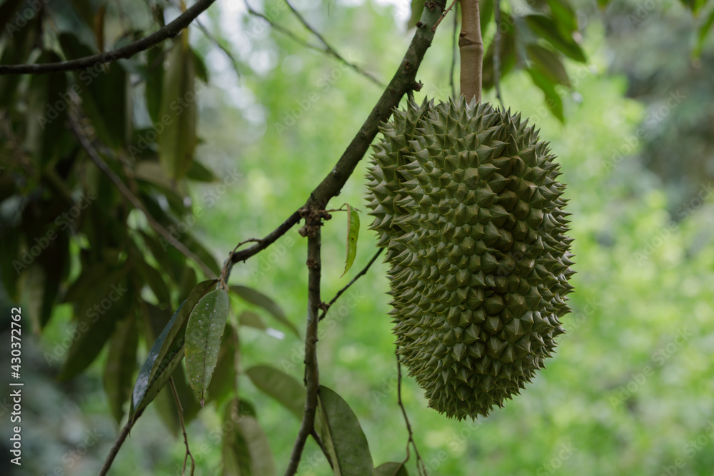 Fresh durian on tree,Durian tree, Fresh durian fruit on tree - Durians are the king of fruits and can be grown in the right conditions, durian tree is ultra-tropical