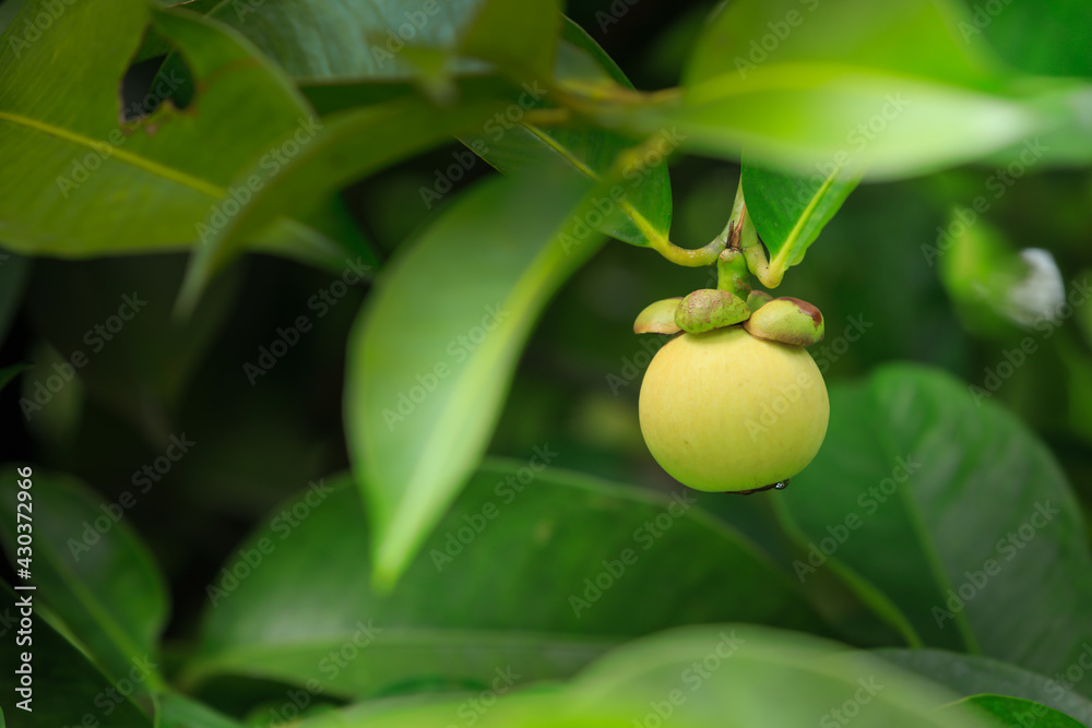 Obraz premium Green Mangosteen on tree, Thailand.