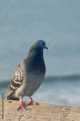 A Pigeon perched at the ocean