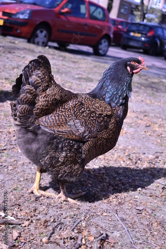 Chicken in parking lot