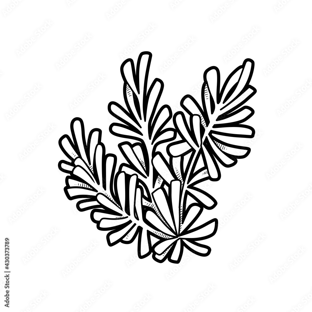 Sea lush algae coloring book linear drawing isolated on white background Sea lush algae coloring book linear drawing isolated on white background