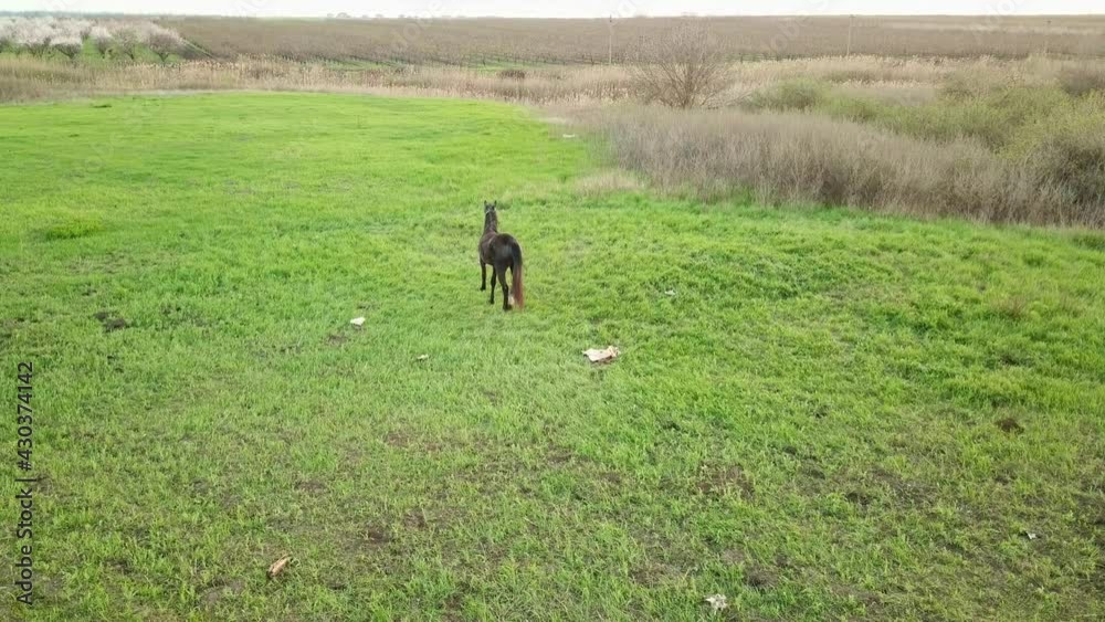 a young horse grazes in a spring meadow. pastures for pets. a young horse grazes in a spring meadow. pastures for pets.