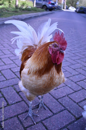 Rooster in parking lot brown