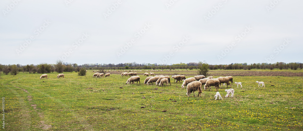 Flocks of sheep grazing on agriculture eco farm , nature reserve, spring day, rural nature landscape. Flocks of sheep grazing on agriculture eco farm , nature reserve, spring day, rural nature landscape.