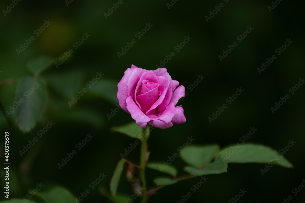 Beautiful pink rose in partial bloom in the garden Beautiful pink rose in partial bloom in the garden