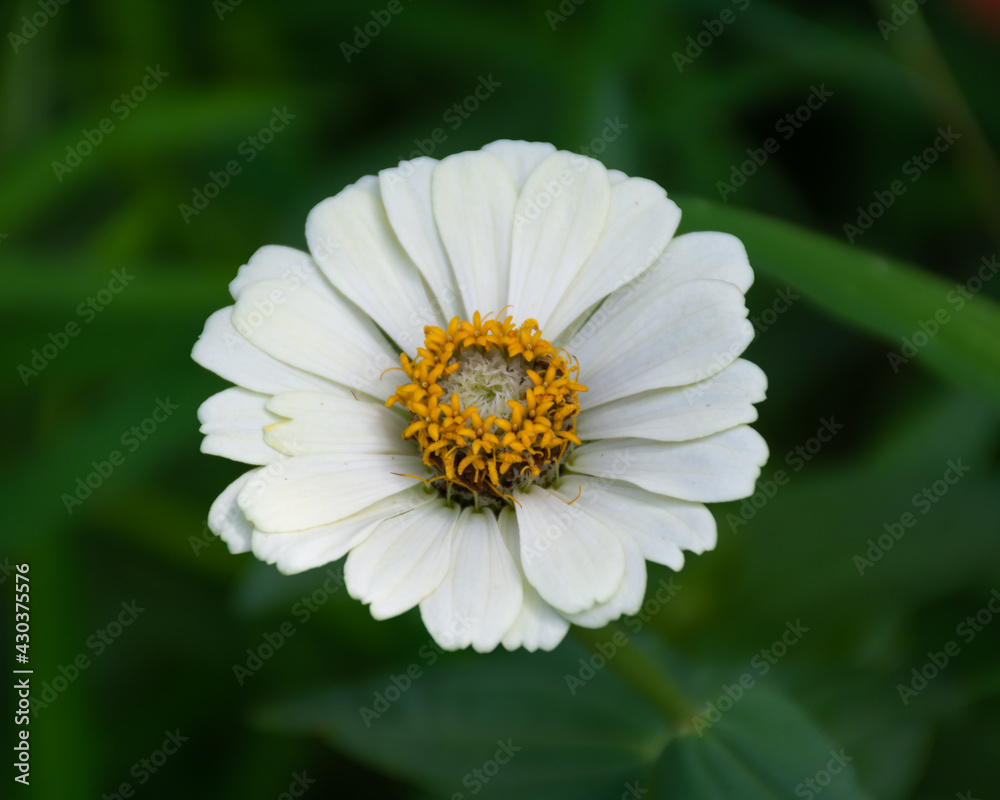 Beautiful lone white-zinnia in the garden Beautiful lone white-zinnia in the garden