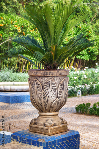 The small palm tree in the pot in the city garden.