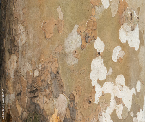 The pattern on the surface of the wooden pole.