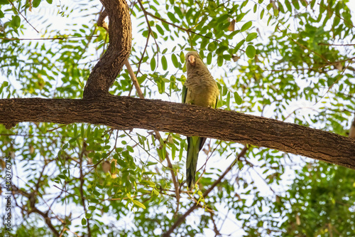 Wild parrot sits on a tree surrounded by green foliage.