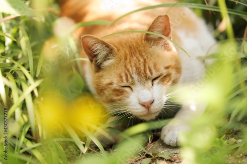 Ginger cat