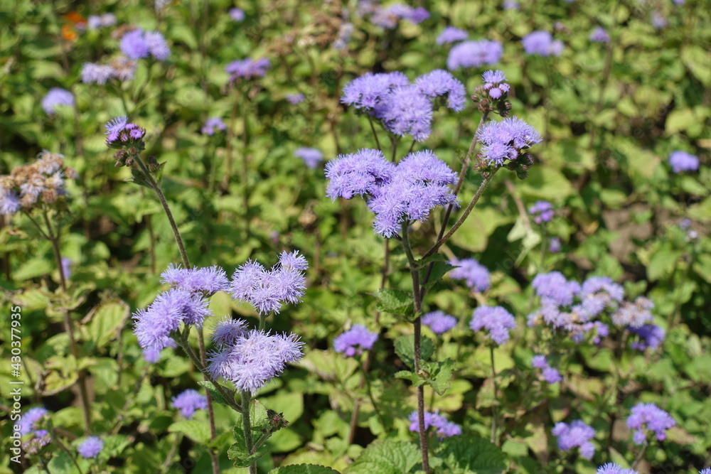 Obraz premium Flowering lavender colored Ageratum houstonianum in mid July