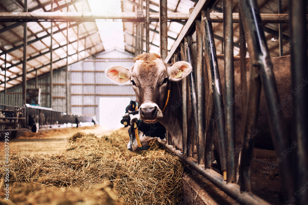 Cow at domestic animal farm for meat or milk production and husbandry. Stock Photo | Adobe Stock Cow at domestic animal farm for meat or milk production and husbandry. Stock Photo | Adobe Stock