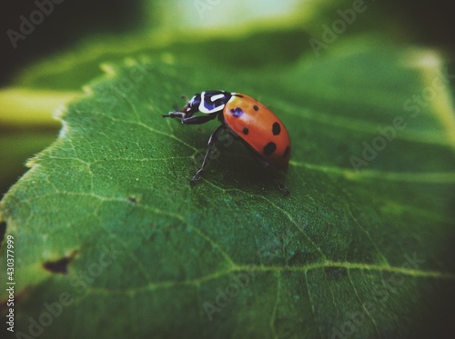 ladybug on leaf © adeeb