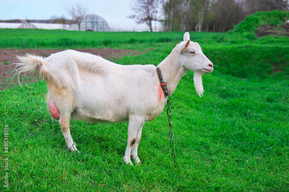 White goat on green grass in the village in springtime White goat on green grass in the village in springtime