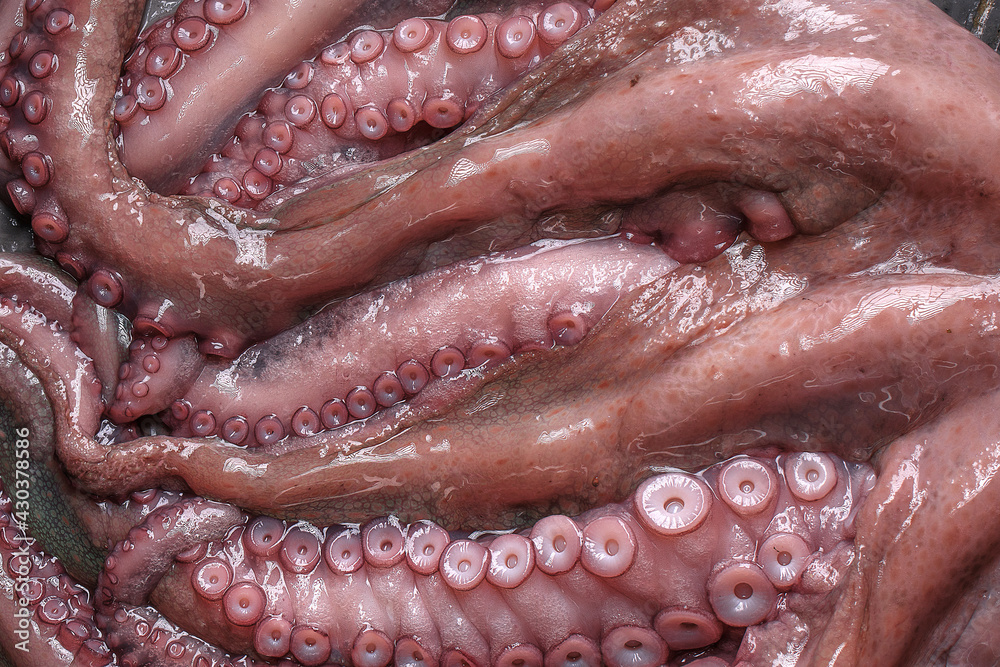 Fototapeta premium Top view of big raw octopus