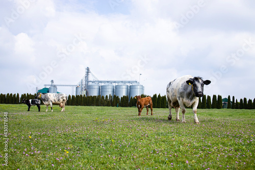 Group of cows and calf grazing in the field on dairy farm and silos or food storage in background.