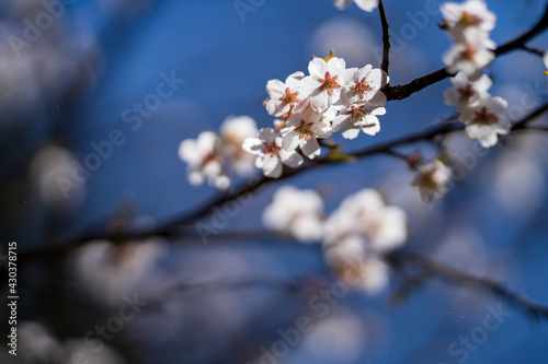 cherry tree blossom