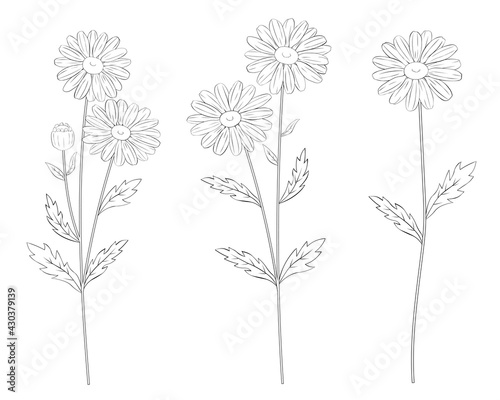 Daisies graphics lines black and white coloring vector illustration