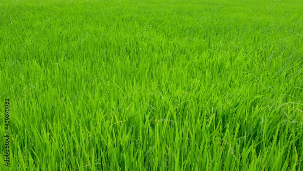 Green rice fields and the wind blows the rice trees back and forth. Green rice fields and the wind blows the rice trees back and forth.