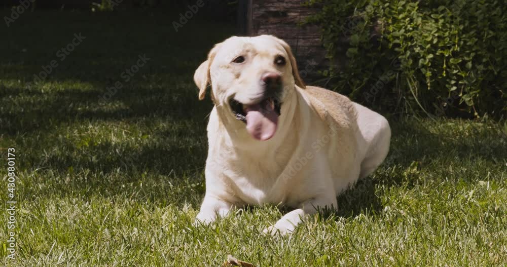 Cute Labrador dog lying on green grass, resting in summer park after active walk, slow motion Cute Labrador dog lying on green grass, resting in summer park after active walk, slow motion